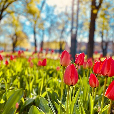 Schoene Aussichten Mitten In Berlin - Il Sole Luaran gambar