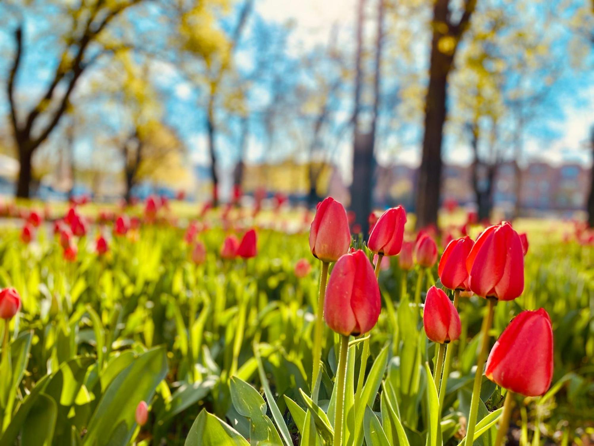 Schoene Aussichten Mitten In Berlin - Il Sole Luaran gambar